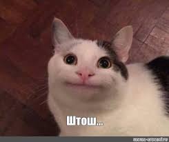 Ordinary tweet media