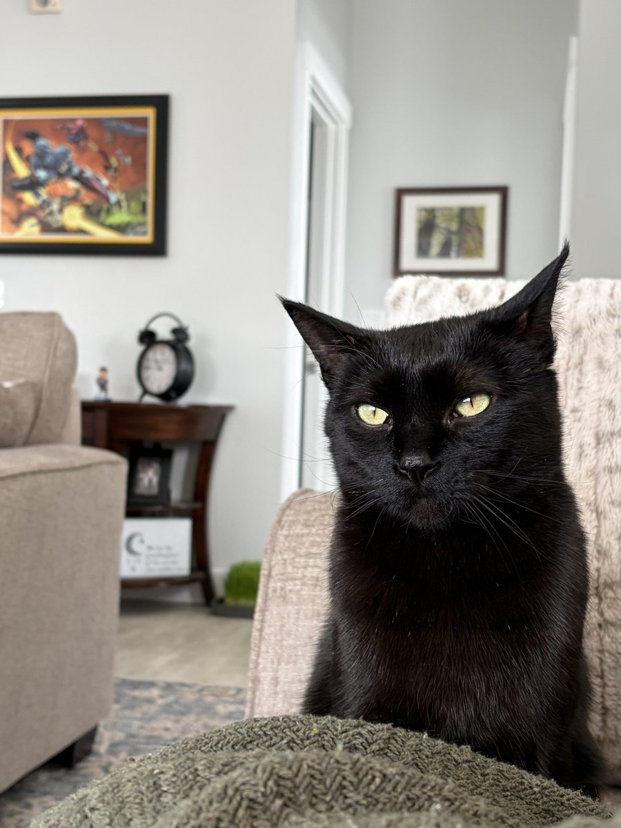 JustAGirlAndHerHousePanther tweet media