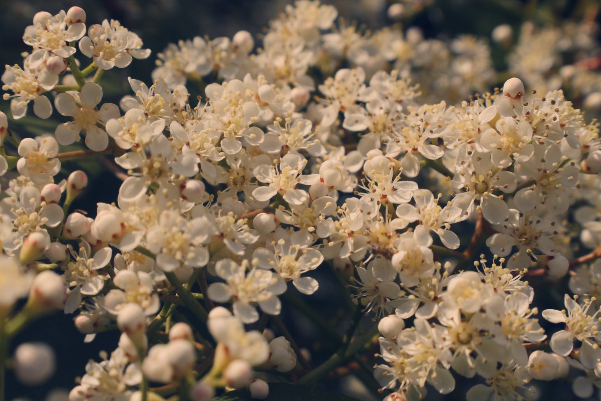 andreasnohsia's tweet image. Save Bees Save Trees Save Flowers Save Earth 
💐🌸🌹🌺🌻🌼🌷💮🏵️🌎🌍🌏
#FridaysForFuture #ClimateStrikeOnline #ClimateStrike
#DigitalStrike #NetzstreikFürsKlima #SaveCongoRainforest
@Fridays4future fff_digital @SaveCongoForest