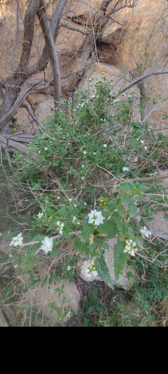 QRTh39qndQuE4t6's tweet photo. شيع النحل
احد انواع اللانتانا البرية
Lantana viburnoides
وهو نوع محلي اصيل وينبت حتى ارتفاع ٢٠٠٠م عن سطح البحر .
جبل رخمان وعروان https://t.co/FDCgiEPCg9