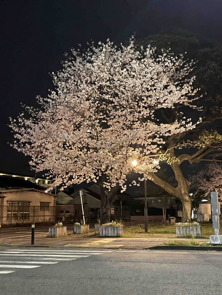 おっと

メッチャ綺麗✨

#夜桜