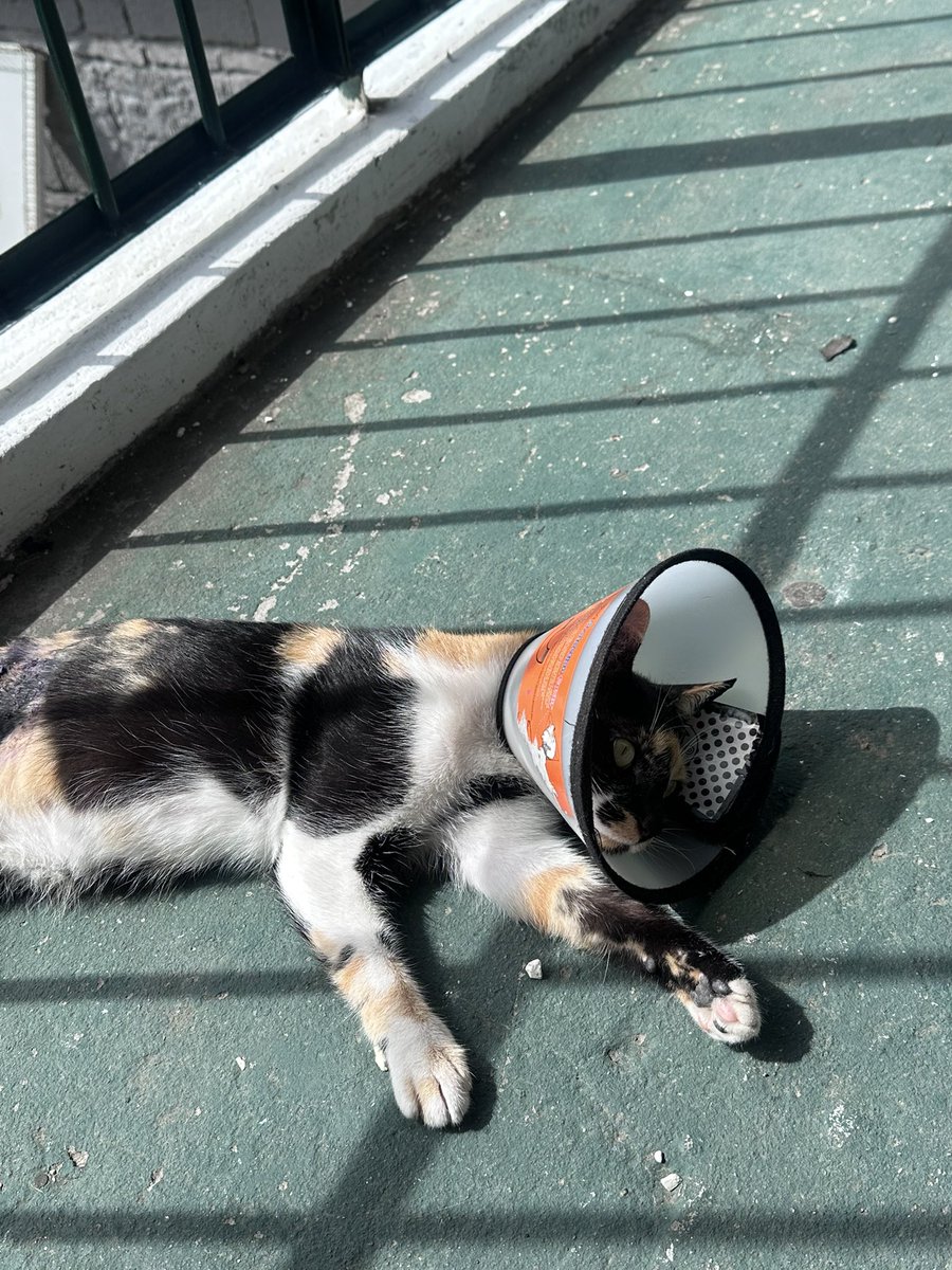 chechula🧚🏻♀️ tweet media