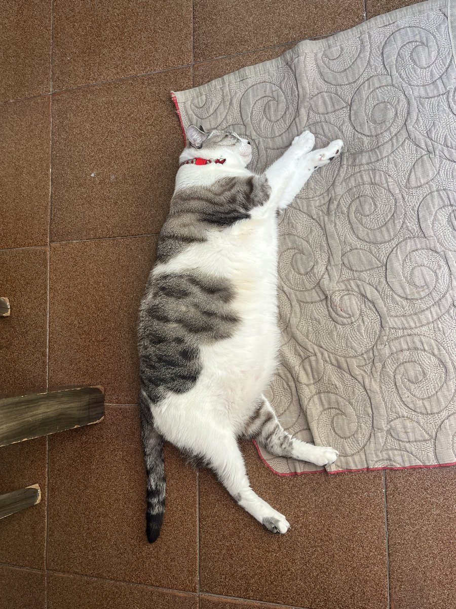 dra bruna hime❀Tarot no fixado tweet media