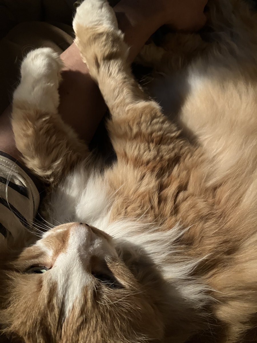 レーズン×高さ/2 tweet media