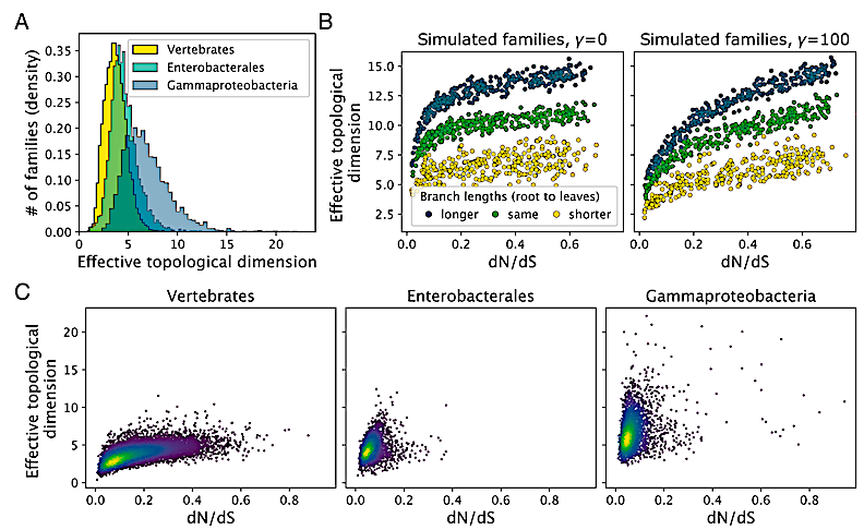astrobiology's tweet image. Identifying The Limits Of Protein Evolution
astrobiology.com/2026/04/identi… #astrobiology #evolution #genomics #synbio