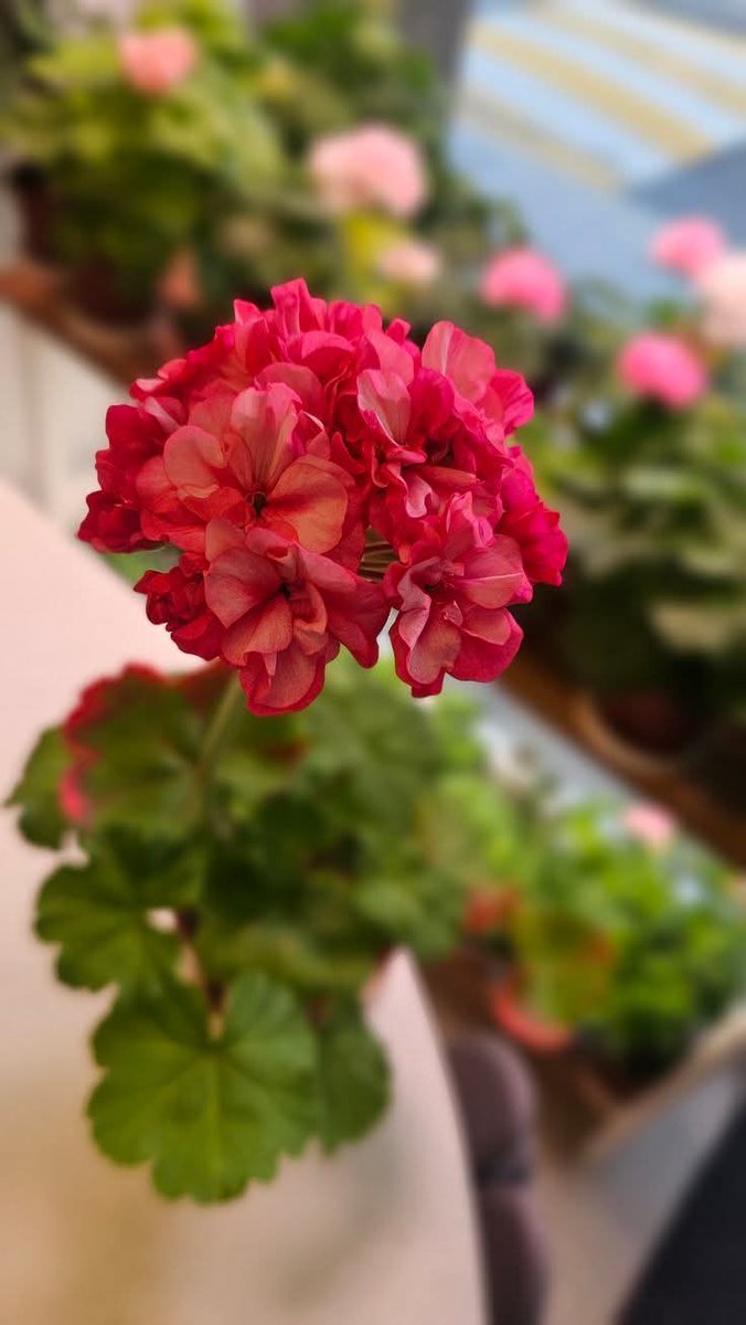 🍃💫Ｉร𝖺𝐛ᗴ𝓁 💫🍃 tweet media