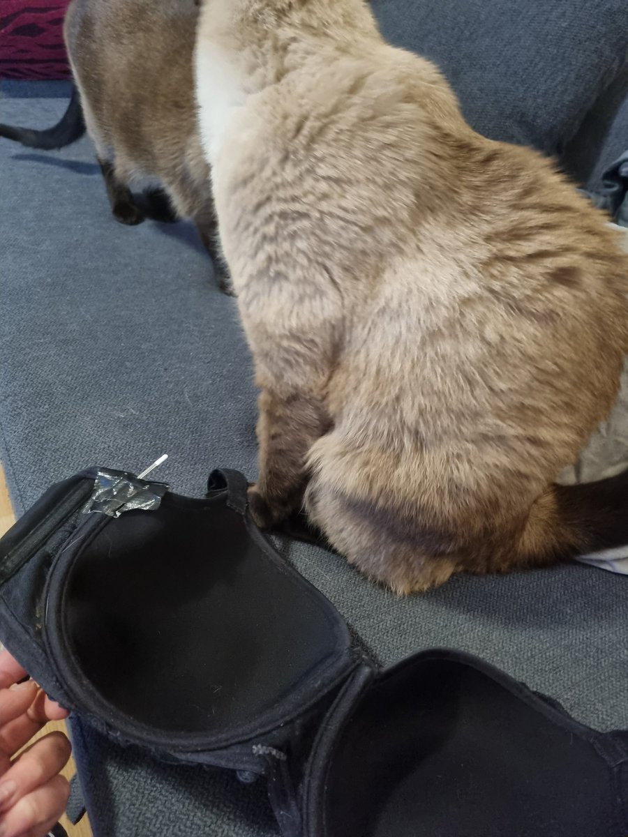 k̷o̷k̷o̷𝐋𝐎𝐑𝐄s̷ tweet media