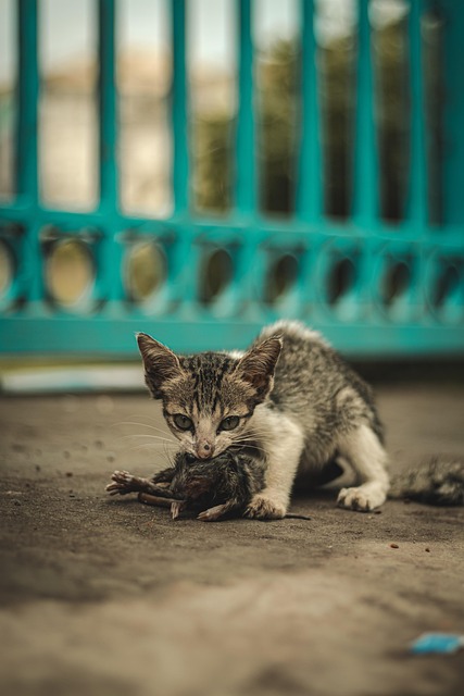 Brandi Piskie tweet media