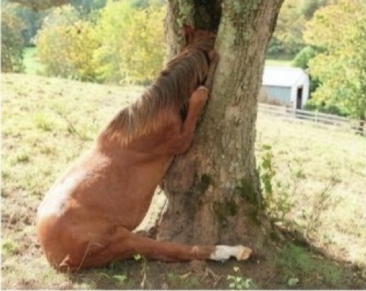 MISTER WOULD YOU PLEASE HELP MY PONY