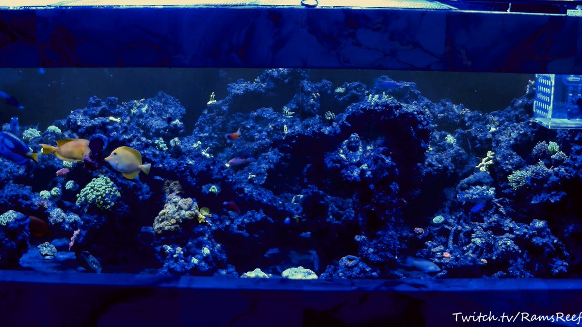 Ramsreef_TTV tweet media