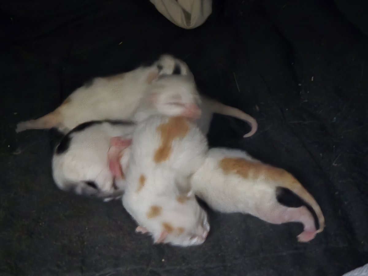 Hello Cute Life 🐥 tweet media