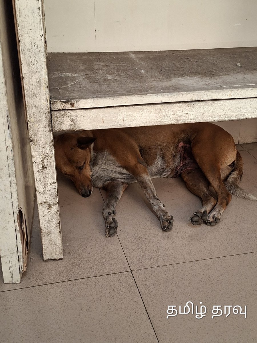 rifardh's tweet photo. Give it a thought,
News Headline, that ” A Patient at Rabies vaccination unit got bitten by a Street Dog immediately after the inoculation, right inside the prevention unit  at a public funded Hospital in Kandy ”

Before this happens , let the authority know
 #ministryofhealth https://t.co/NNT8zcp4Zt