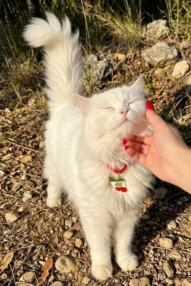 🇮🇷 گربه ی دربار tweet media