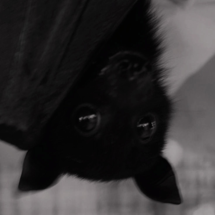 🐈‍⬛𝅙—𝅙𝒔. tweet media