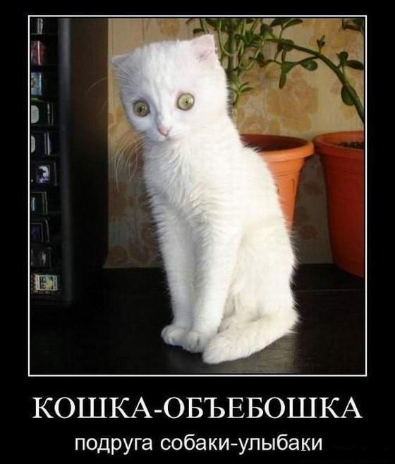 Тирамисучка ಥ_ಥ ⁷ 🅐🅡🅘🅡🅐🅝🅖 tweet media