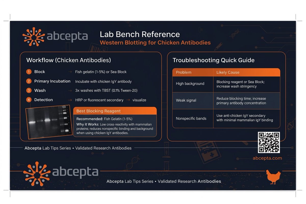 abcepta's tweet photo. High background in Western blots with chicken antibodies?
It’s probably your blocker 👇
❌ Milk / BSA
✅ Fish gelatin (1–5%)
Cleaner signal. Less noise. Faster results.
Save this troubleshooting guide before your next run 🧪
#WesternBlot
#Antibodies
#Biotech
#LabTips
#IgY https://t.co/wGM7X5FCnm