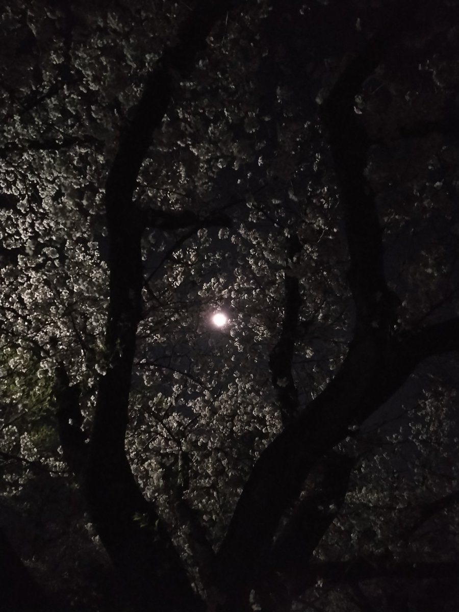 アヤガン tweet media