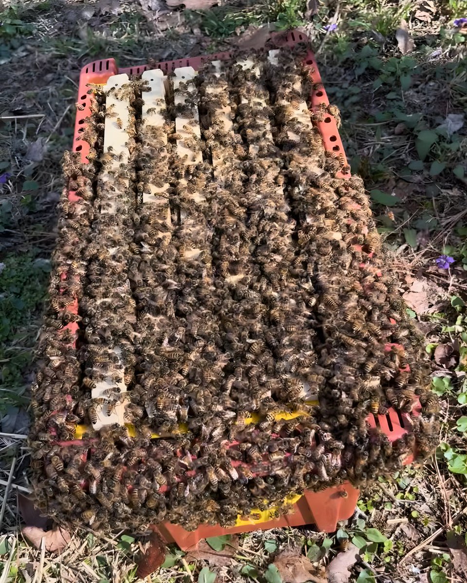 FoxhoundBeeCo's tweet image. Unexpected swarms? Our Pro-Nuc 5 Frame Plastic Nucleus Hive are "great for securing swarms and holding bees until you get your boxes ready," said Thomas Hall.
 
They are tough, lightweight, and ready-to-use in the field: bit.ly/3EWiIpV
 
#foxhoundbeeco #beekeeping #bees
