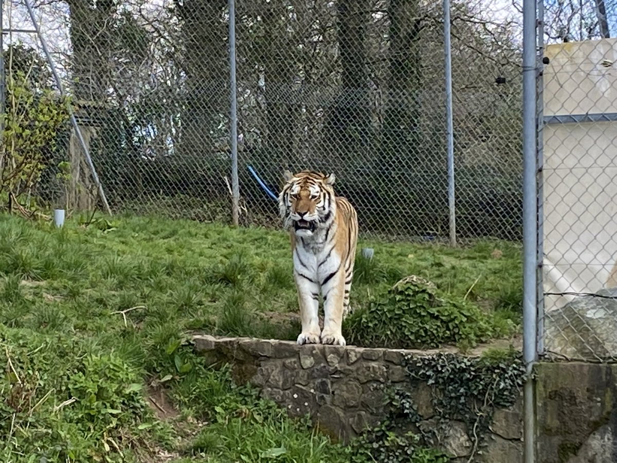A nice day at Dartmoor Zoo today