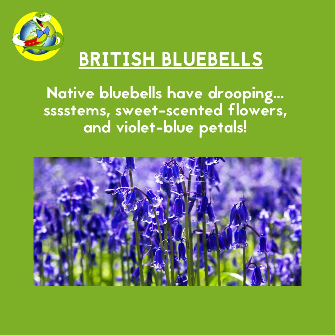 JakesSnakebites's tweet photo. The delicate British bluebells are under threat from the larger, upright, scentless... Sssspanish bluebells. Don’t pick or disturb bluebells – it’s illegal!

https://t.co/ZAPQ2E8KHC

https://t.co/OWn2l9B5EG

#conservation #bluebells #wildflowers #protectourplanet #savetheplanet https://t.co/vj8dlZbT7G