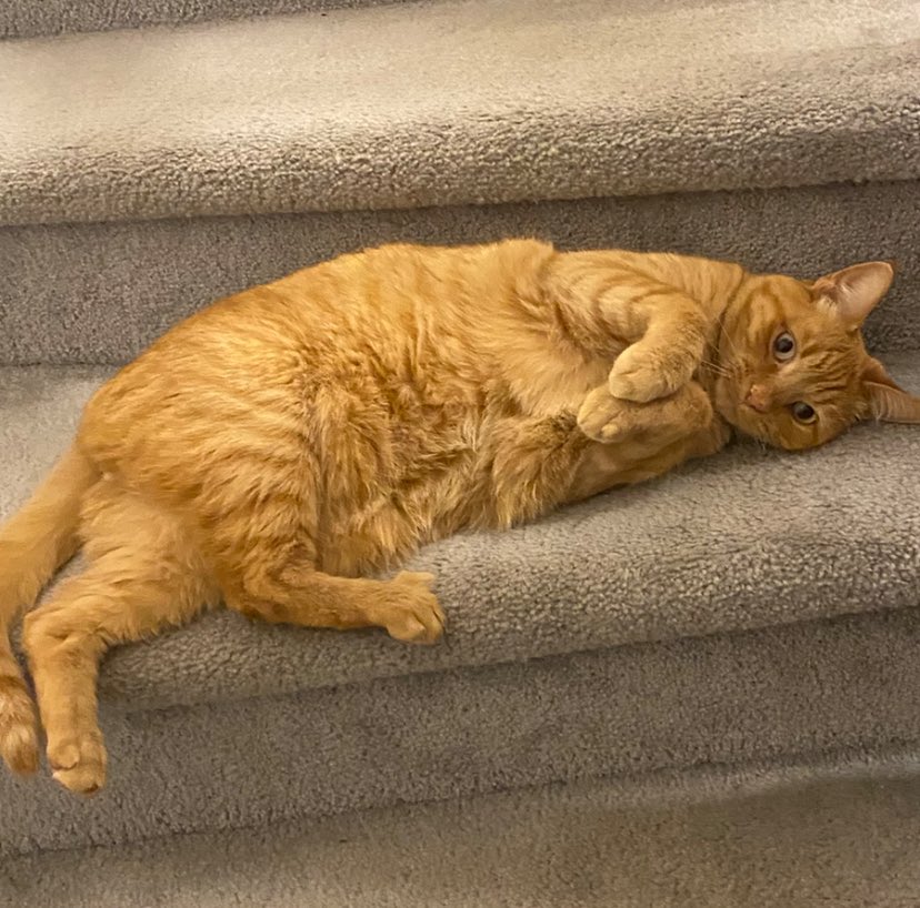 NOT soup 🍅 commissions open tweet media