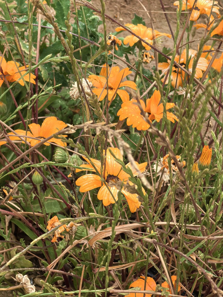 Kinaz Ψ tweet media