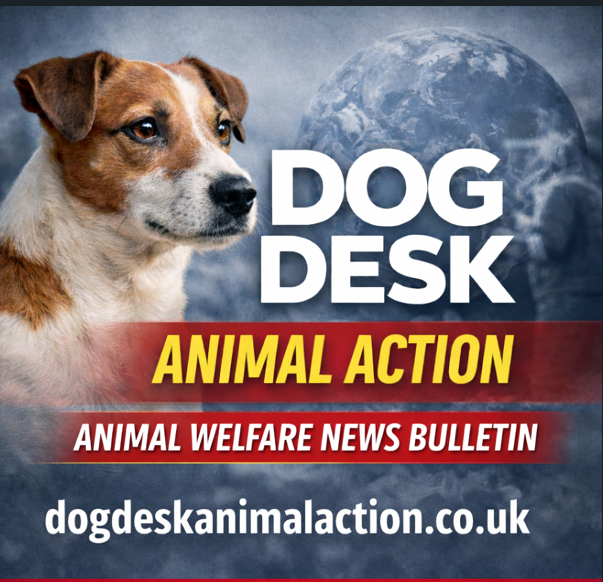 Dog Desk Animal Action tweet media