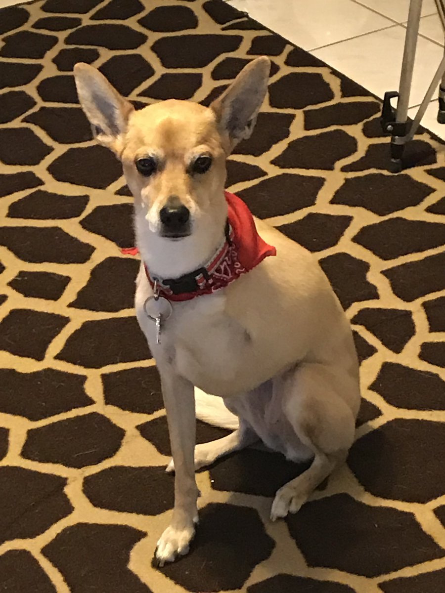 Mr_Macross's tweet photo. @XanozIchimonji It never gets easier once they go either but you’re glad you had your time with them. #rip Sasha.
My heart still hurts when I find leftover doggie hair and toys 🧸. Ziggles is definitely missed on my timeline feeds. https://t.co/nzmSOghMAC