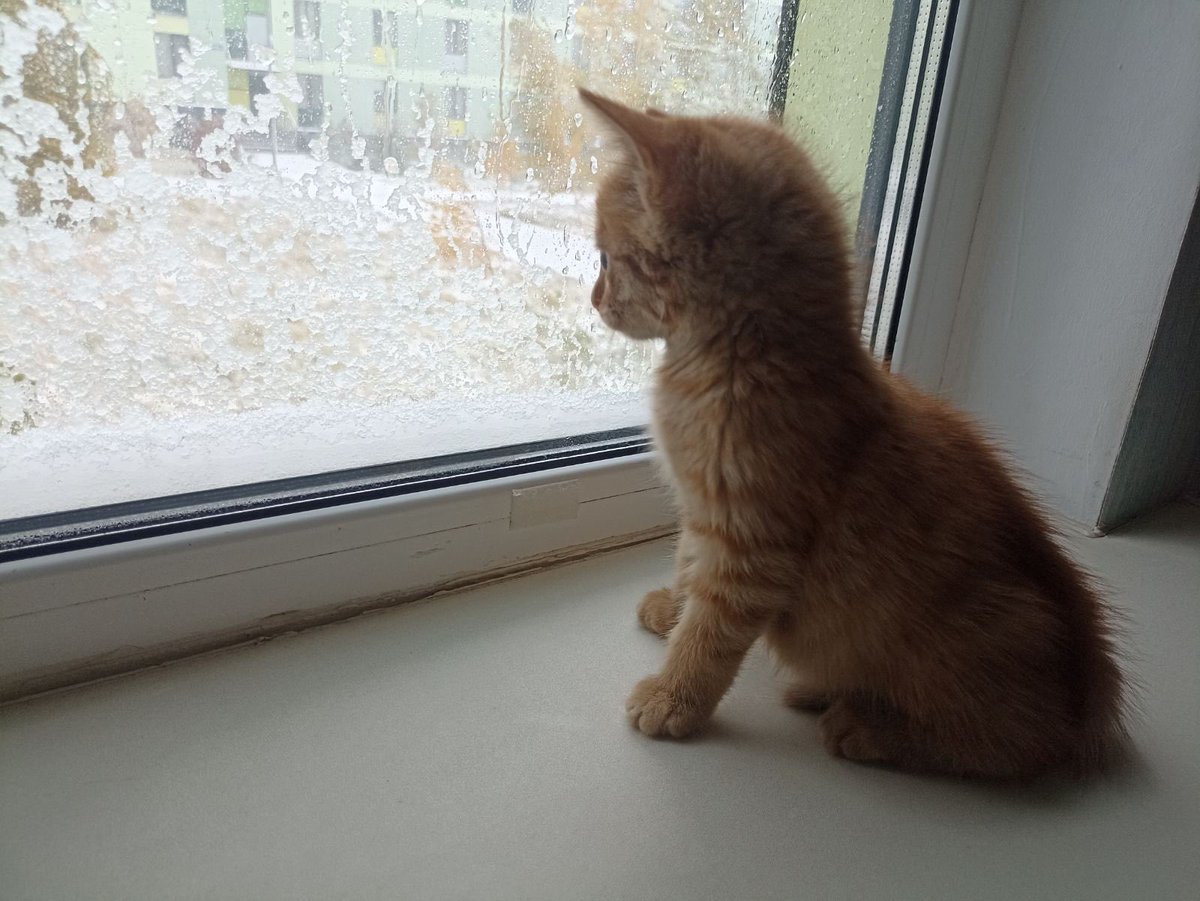 Олег Печенег tweet media