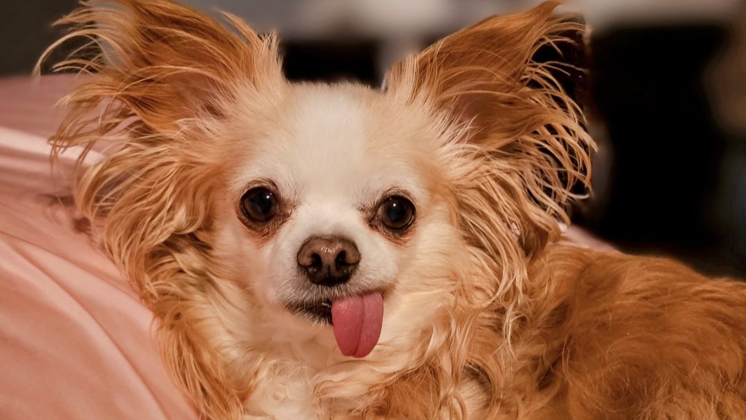 𝗕𝗲𝗻𝗴𝗮𝗹𝘀𝗖𝗮𝗽𝘁𝗮𝗶𝗻 tweet media