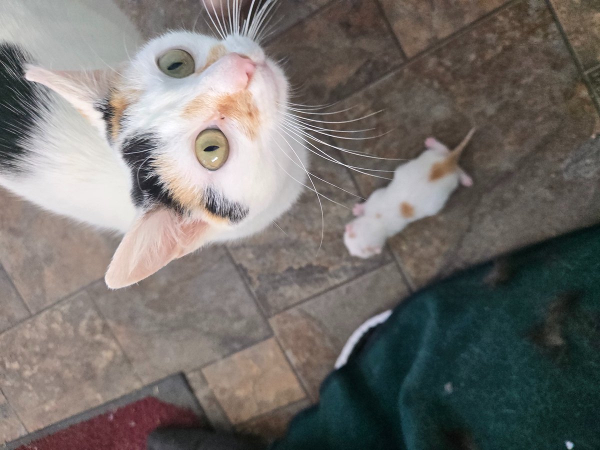 Hello Cute Life 🐥 tweet media