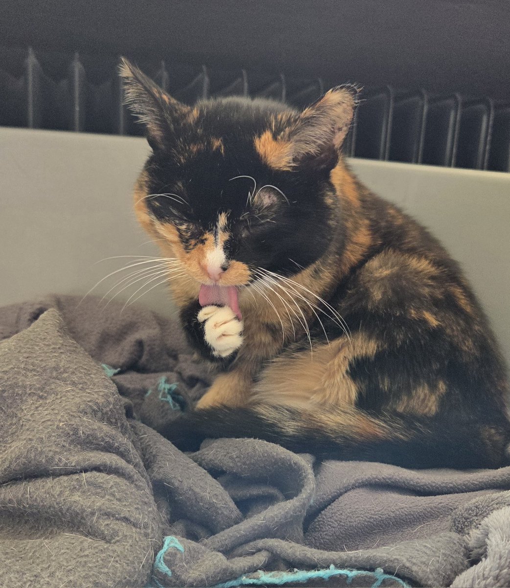 Fleurific 🔞 Commissions Closed! tweet media