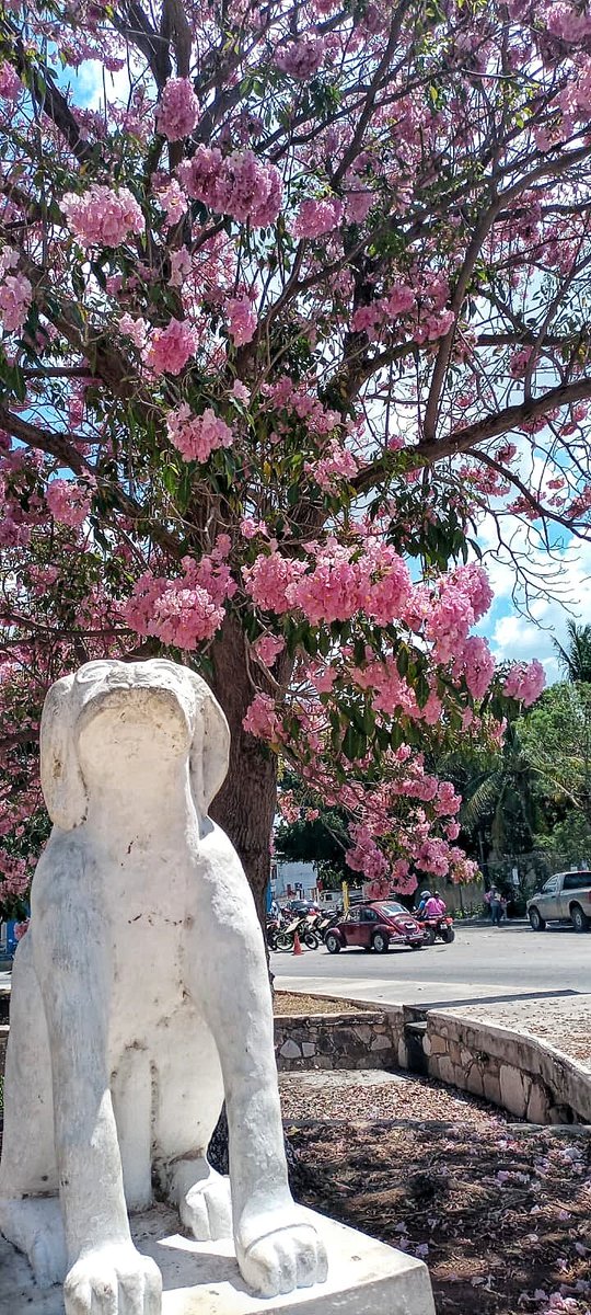 BerthaParedesMedina tweet media