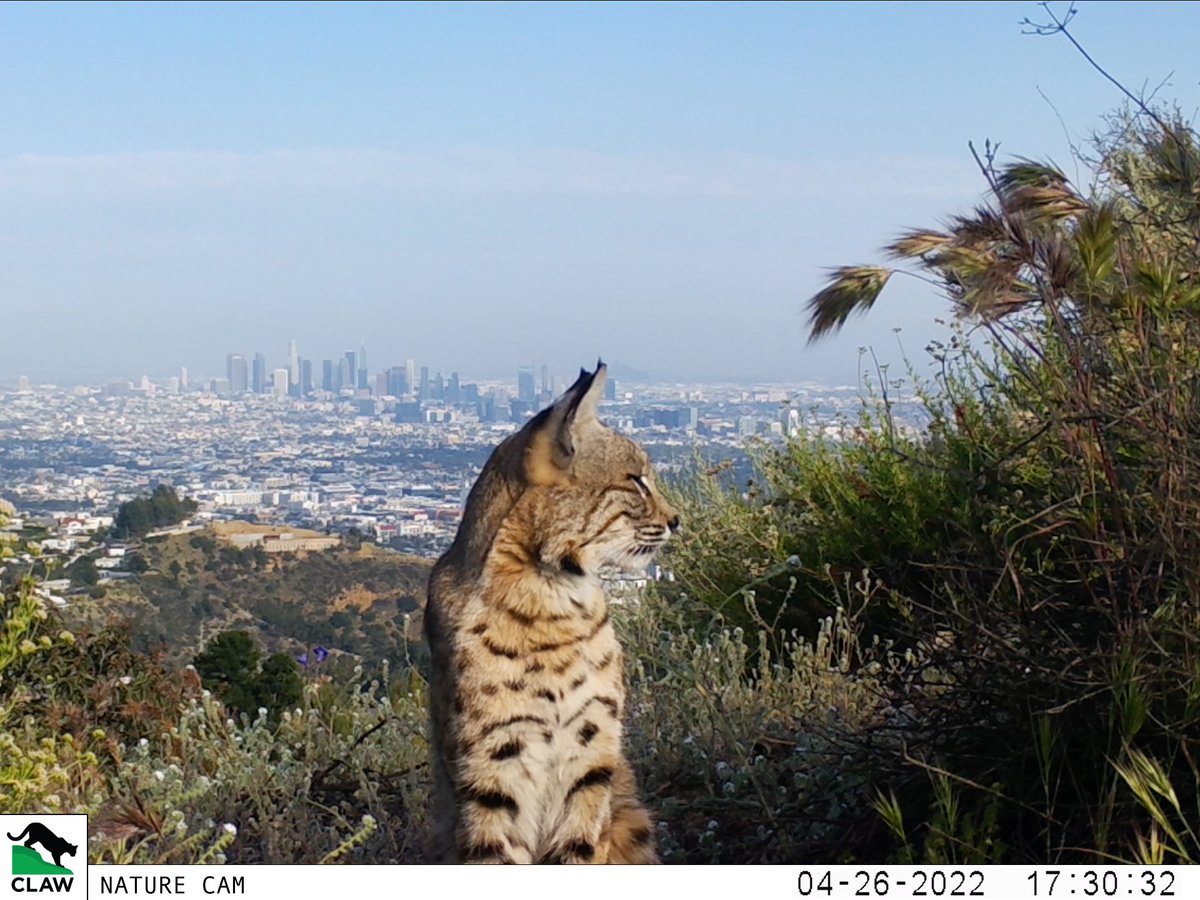 Trail_Cams's tweet photo. https://t.co/gpl1RdVwBt