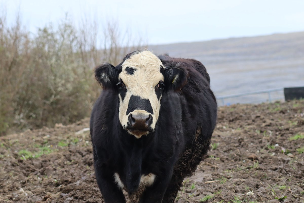 BM Malone tweet media