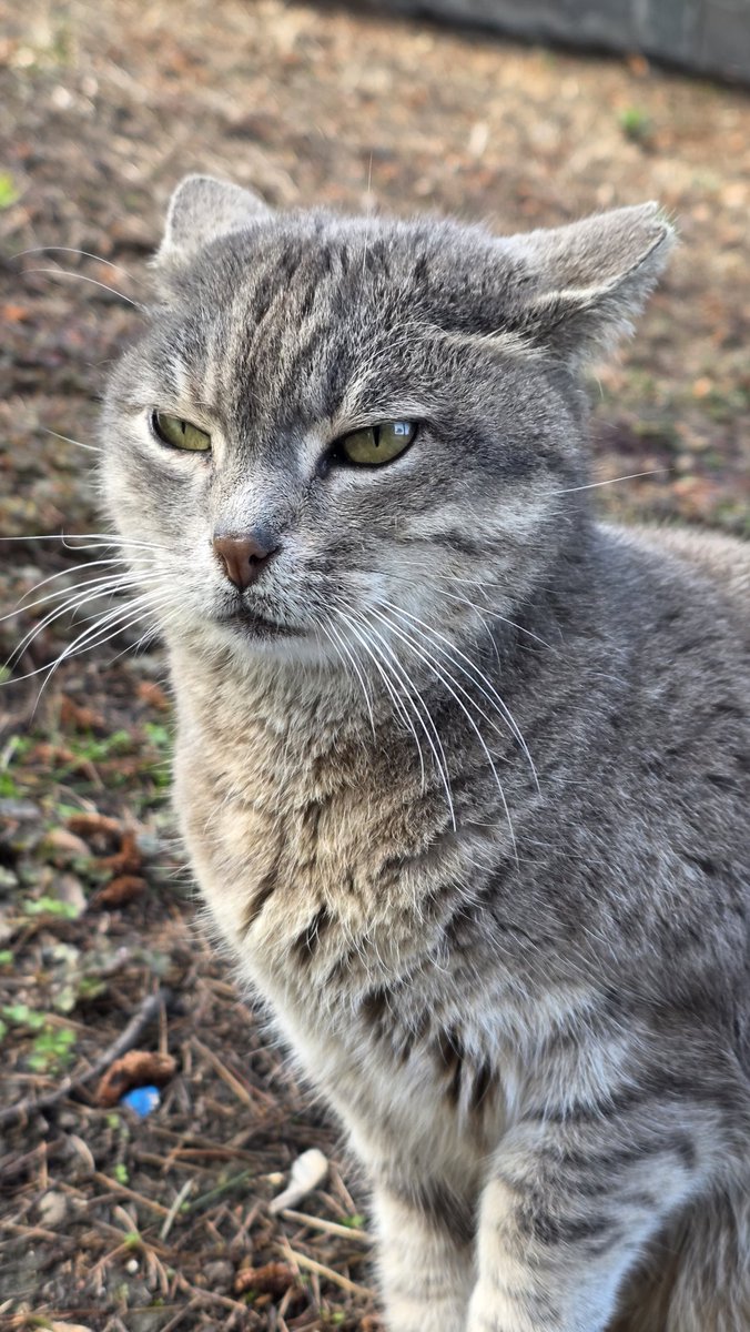 meşhur çekiliş faresi tweet media