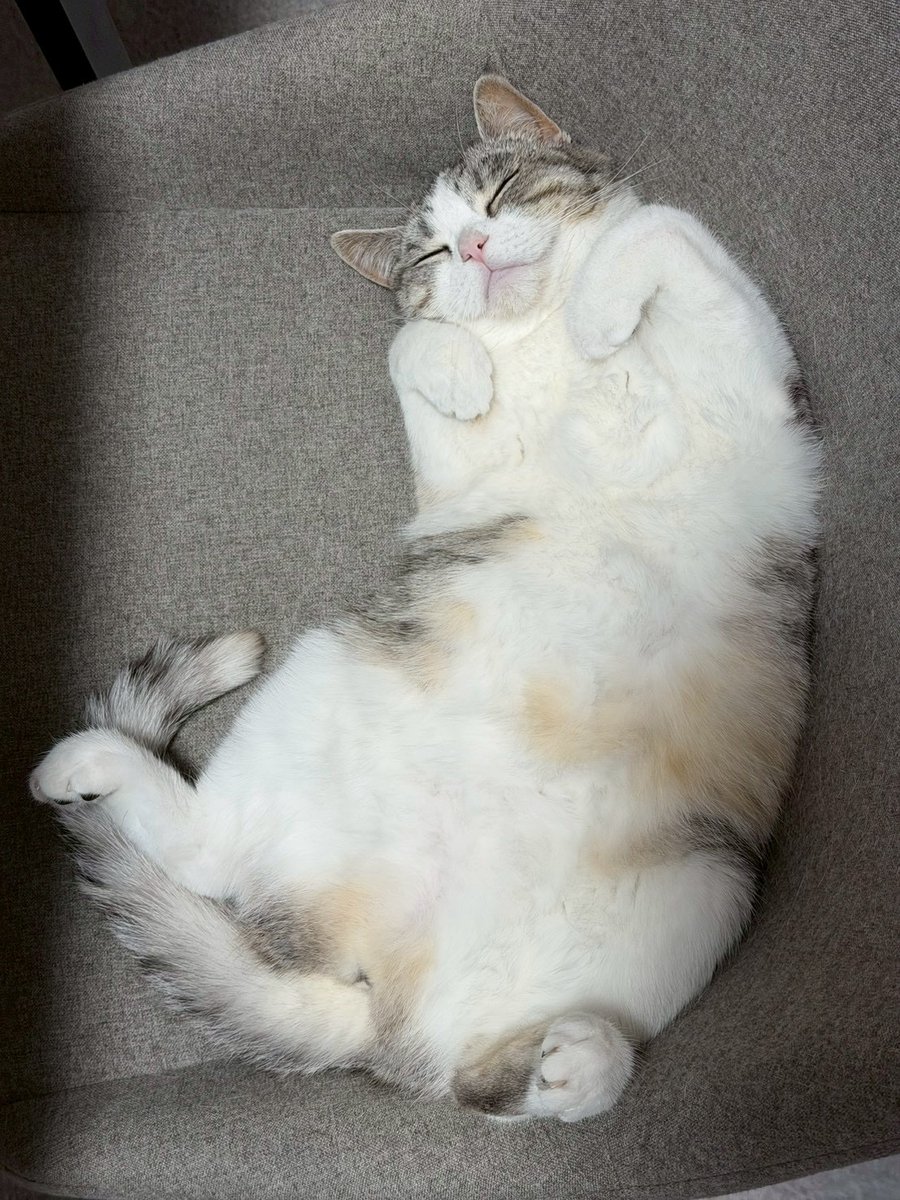 いろはるひ🐾 tweet media