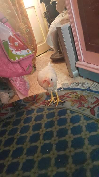 Fatma shoga3 tweet media