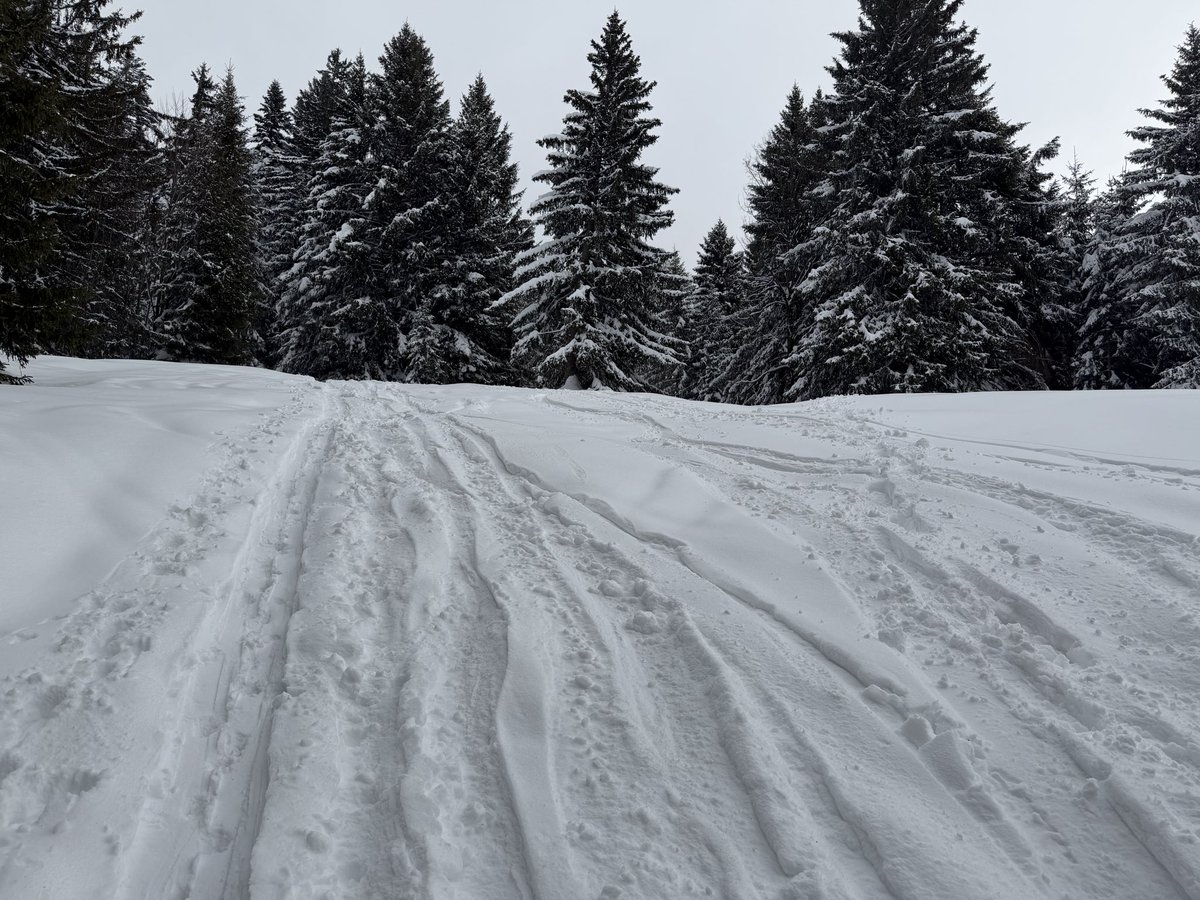 Peter Bußjäger tweet media