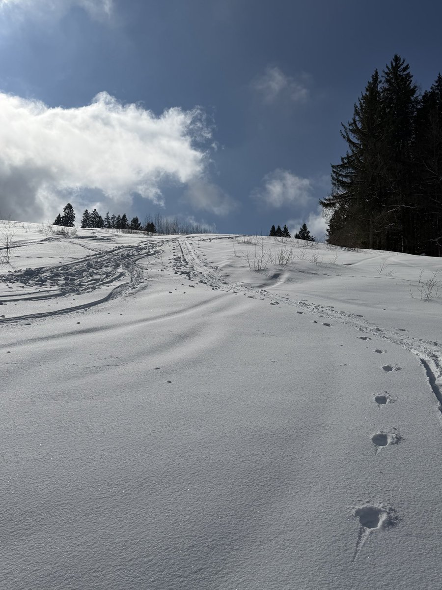 Peter Bußjäger tweet media