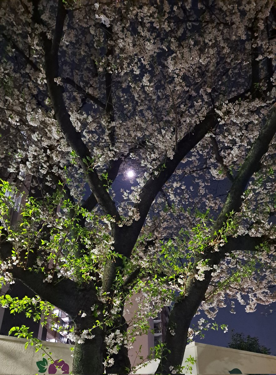 桜🌸と満月🌕