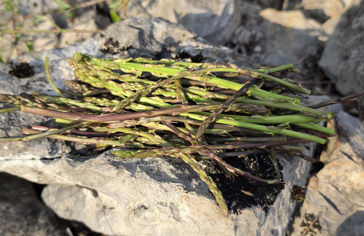 Nicola Bressi tweet media