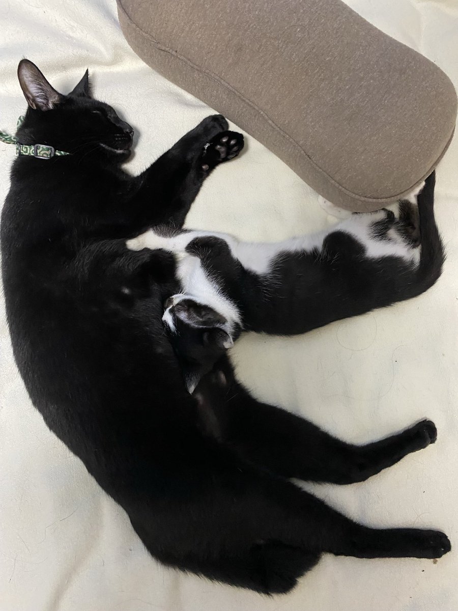 pugmog a.k.a.pokobitch tweet media