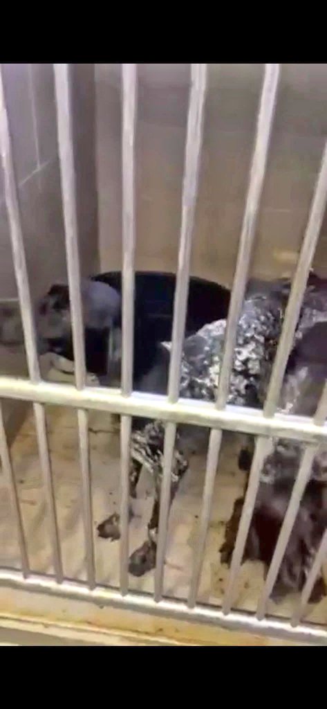 Second Chance Dog Rescue tweet media