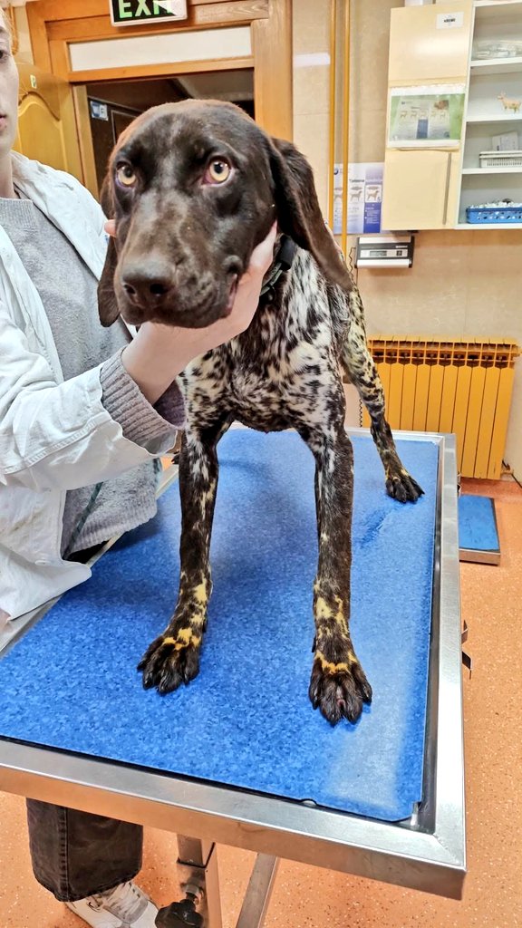 Second Chance Dog Rescue tweet media