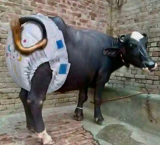 Isar Rana tweet media