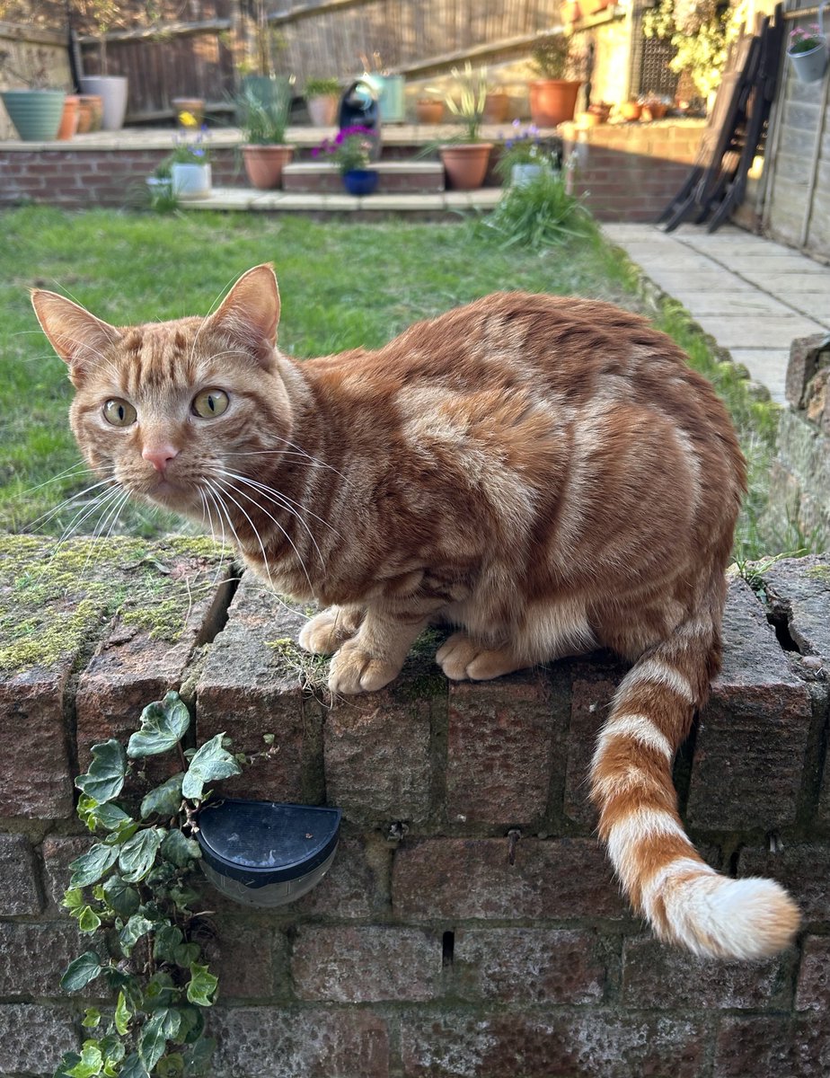 D.V. Catt tweet media