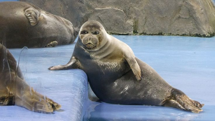 NOELLE 🦭 tweet media