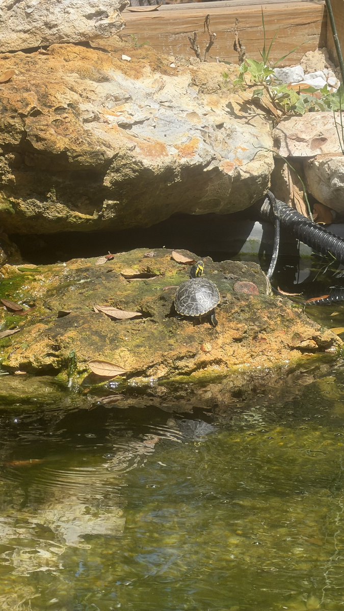 barbiedoll_eyw's tweet image. #myviewrightnow #sulcatatortoise ( Helmet) yellow bellow turtle ( Barney) and a guinea #DogGoneRanch
