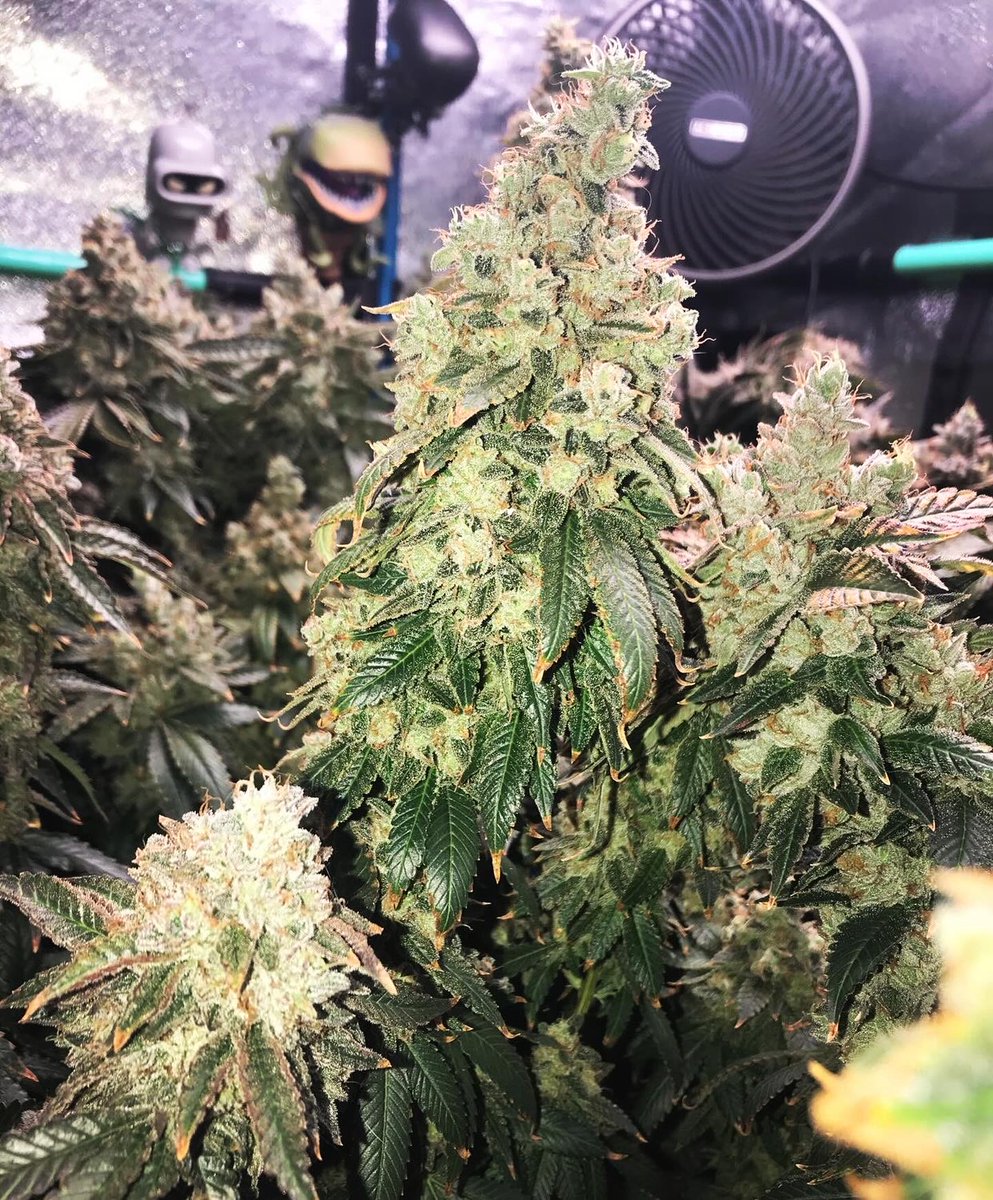 Cannabis Hort. Assoc tweet media